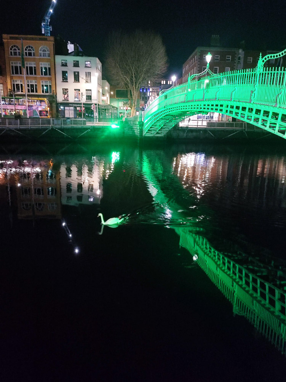 Dublin at night - River Liffey with swan and bridge